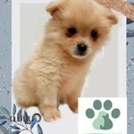 کلینیک دامپزشکی دکتر ترکان