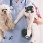 کلینیک دامپزشکی پاندا