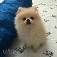 بیمارستان شبانه روزی دامپزشکی آفتاب