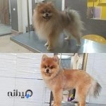 آرایشگاه حیوانات خانگی غزل