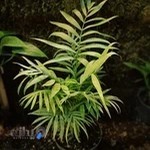 گلکده ابوالفضل