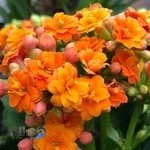 گلخانه آمازون