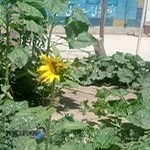 مرکز مشاوره تخصصی ازدواج و خانواده ندای مهر