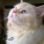 کلینیک دامپزشکی سبلان