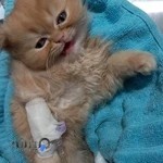 کلینیک دامپزشکی نوین شاهین شهر