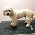 کلینیک دامپزشکی پالس