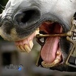 داروخانه دامپزشکی دکتر گورکانی