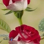 گلفروشی گل برای گل