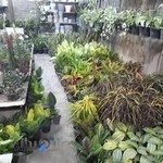 گلفروشی مغزی