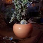 گل فروشی آفتاب