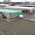 قالیشویی نارنج