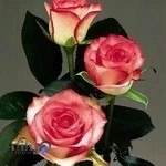 آجیل و خشکبار مصطفی