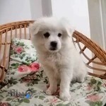 آزمایشگاه دامپزشکی دکتر عبداله زاده