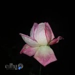 عکس دیجیتال آیدین