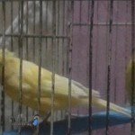 دبستان پسرانه دارالعلم