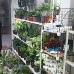 گل و گیاه اهواز