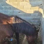 باشگاه سوارکاری ایجدان