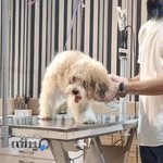 آرایشگاه حیوانات پت شاین