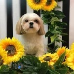 آرایشگاه حیوانات خانگی سمیرا