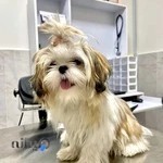 کلینیک دامپزشکی پیروز