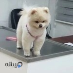 بیمارستان دامپزشکی اکسیژن