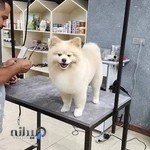 Pet pamper مجموعه خدمات حیوانات خانگی پت پمپر