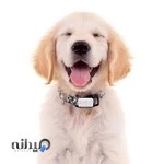 رایانه همراه