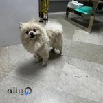 کلینیک دامپزشکی کارما - karma pet clinic