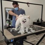 آرایشگاه حیوانات عمو خسرو