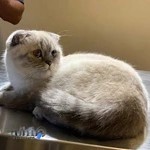 کلینیک دامپزشکی مهر