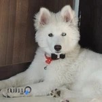 کلینیک حیوانات پرشین