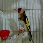 پرنده فروشی نیکزاد