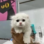 کلینیک حیوانات خانگی دکتر فرهادی