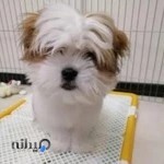 خیریه حیوانات ایرانیان