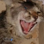 کلینیک دکتر عابدی دامپزشک جراح