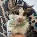 کلینیک دامپزشکی دکتر حقیقی