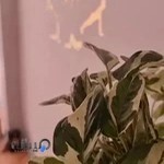 هامسا باشگاه یوگا،ماساژ،هنرهای رزمی،طب سوزنی و هومیوپاتی خانمّا و آقایان