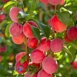 دکتر مسعود محمدی سراملو