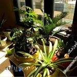 آموزشگاه موسیقی همایون