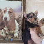 کلینیک دامپزشکی دکتر ذاکریان