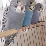 مرکز خرید و فروش پرندگان زینتی