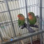 پرنده سرای ارغوان