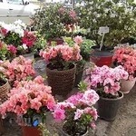 مجتمع گل و گیاه نوشیروانی