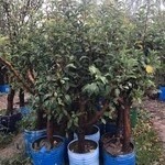 فروشگاه انواع درخت و گل و گیاه سبزوانه