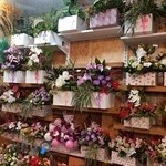 غرفه یازده گل پالادیوم