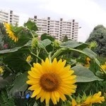 کتابخانه شهرک امید