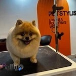 پت استایلیست شعبه غرب