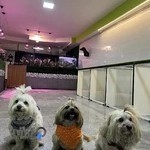 پانسیون حیوانات کلبه سبز