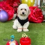 پانسیون پت استار