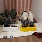 غذای خشک سزار